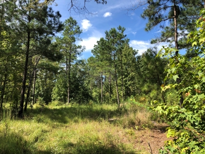 Timberland Property with nearby Country Home For Sale!! - image 2
