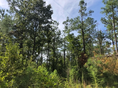 Timberland Property with nearby Country Home For Sale!! - image 1