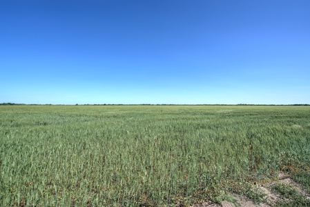 100 Acres For Sale In Orange Grove - image 14