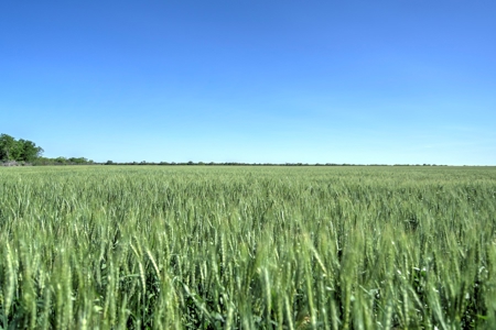 100 Acres For Sale In Orange Grove - image 30