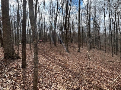 Monroe County Kentucky Land for Sale - image 5