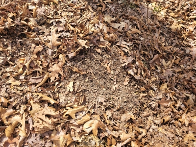 Land For Sale Stockton Lake - image 26