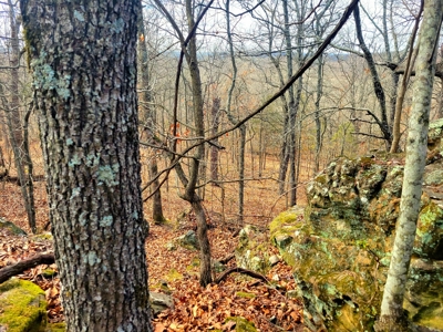 Land For Sale Stockton Lake - image 21