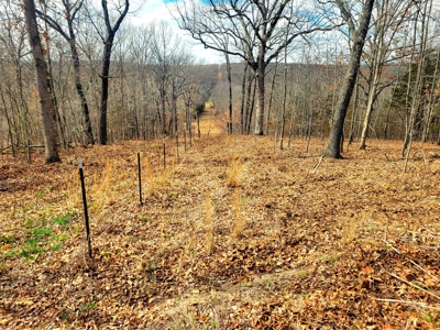 Land For Sale Stockton Lake - image 19