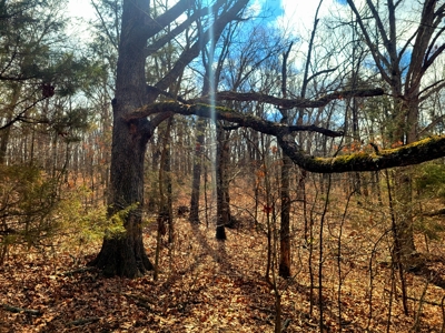 Land For Sale Stockton Lake - image 30
