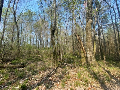 Hunting Land For Sale in Lamar County, MS 268 Acres - image 27