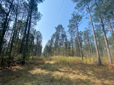 Hunting Land For Sale in Lamar County, MS 268 Acres - image 44