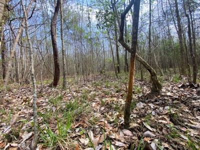 Hunting Land For Sale in Lamar County, MS 268 Acres - image 23