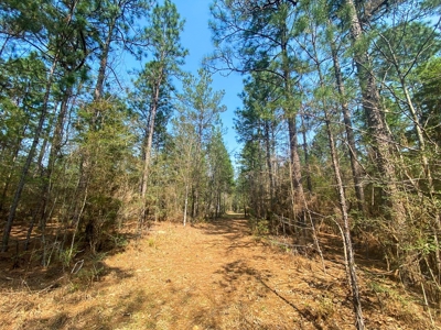 Hunting Land For Sale in Lamar County, MS 268 Acres - image 39