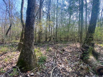 Hunting Land For Sale in Lamar County, MS 268 Acres - image 26