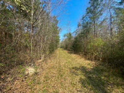 Hunting Land For Sale in Lamar County, MS 268 Acres - image 29