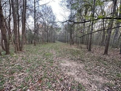 531 Acres Hunting Land Camp Lake for Sale SW MS - image 5