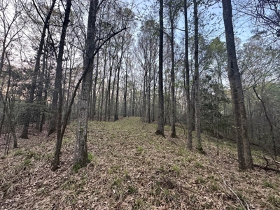 531 Acres Hunting Land Camp Lake for Sale SW MS - image 15