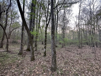 531 Acres Hunting Land Camp Lake for Sale SW MS - image 14