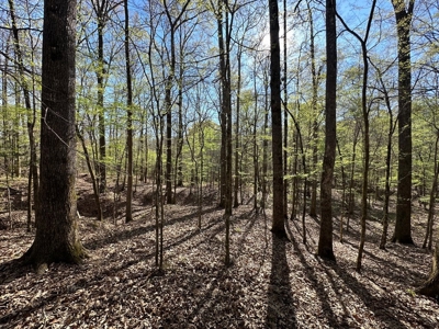 531 Acres Hunting Land Camp Lake for Sale SW MS - image 21