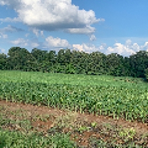 144 Ac  For Sale Near Blue Oval City- Jackson, TN SW Madison - image 17