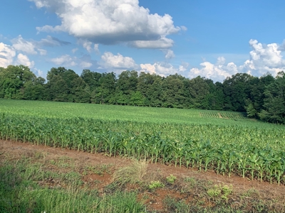 144 Ac  For Sale Near Blue Oval City- Jackson, TN SW Madison - image 9