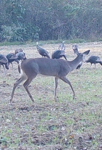 144 Ac  For Sale Near Blue Oval City- Jackson, TN SW Madison - image 20
