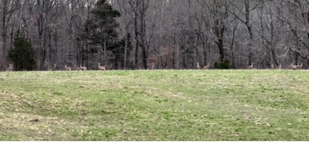 144 Ac  For Sale Near Blue Oval City- Jackson, TN SW Madison - image 21