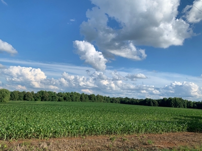 144 Ac  For Sale Near Blue Oval City- Jackson, TN SW Madison - image 10