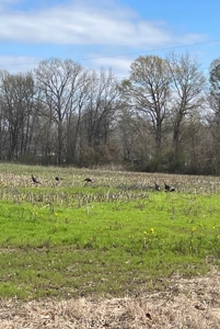 144 Ac  For Sale Near Blue Oval City- Jackson, TN SW Madison - image 19