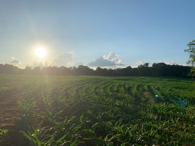 144 Ac  For Sale Near Blue Oval City- Jackson, TN SW Madison - image 12