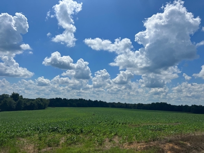 144 Ac  For Sale Near Blue Oval City- Jackson, TN SW Madison - image 14