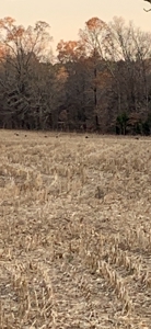 144 Ac  For Sale Near Blue Oval City- Jackson, TN SW Madison - image 8
