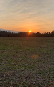 144 Ac  For Sale Near Blue Oval City- Jackson, TN SW Madison - image 4