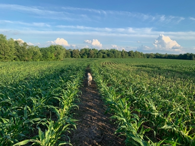 144 Ac  For Sale Near Blue Oval City- Jackson, TN SW Madison - image 11