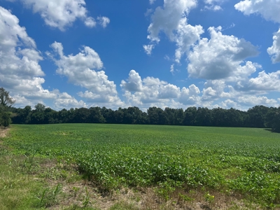 144 Ac  For Sale Near Blue Oval City- Jackson, TN SW Madison - image 15
