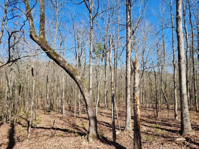 Rustic Cabin & 1 Acres - Ouachita National Forest - image 10