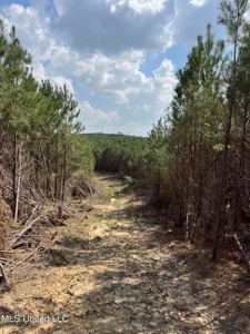 72 Acres Land for Sale Camden, MS - image 3