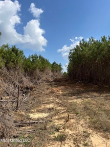 72 Acres Land for Sale Camden, MS - image 8