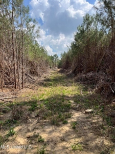 72 Acres Land for Sale Camden, MS - image 5