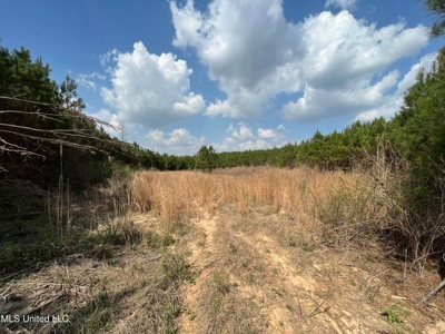 72 Acres Land for Sale Camden, MS - image 6