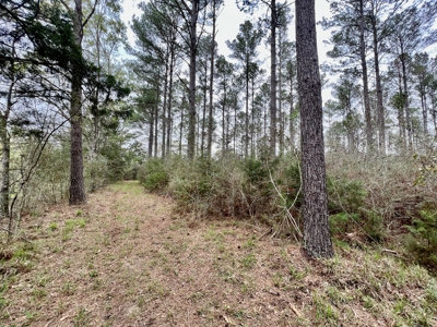 Geneva Alabama Hunting Land for Sale 466ac - Riverfront - image 32