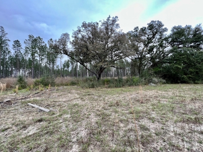 Geneva Alabama Hunting Land for Sale 466ac - Riverfront - image 12