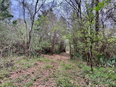 Geneva Alabama Hunting Land for Sale 466ac - Riverfront - image 6