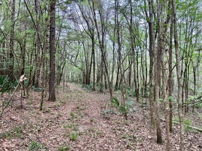 Geneva Alabama Hunting Land for Sale 466ac - Riverfront - image 7