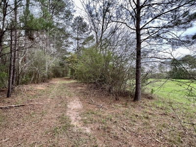 Geneva Alabama Hunting Land for Sale 466ac - Riverfront - image 45