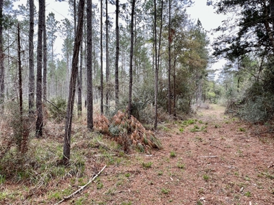 Geneva Alabama Hunting Land for Sale 466ac - Riverfront - image 42