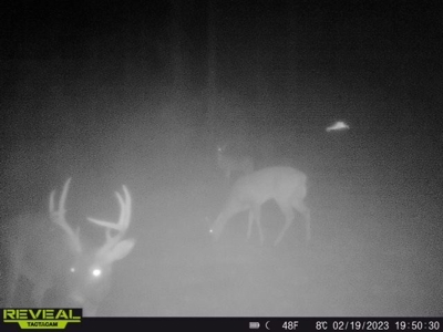 Geneva Alabama Hunting Land for Sale 466ac - Riverfront - image 46