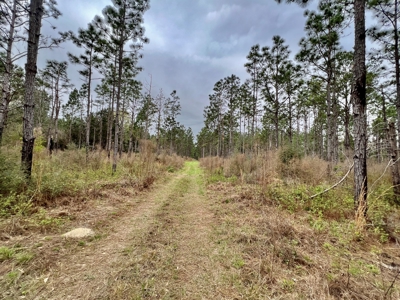 Geneva Alabama Hunting Land for Sale 466ac - Riverfront - image 10