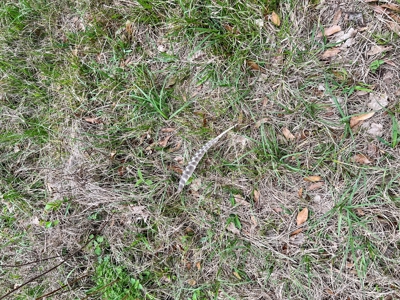 Geneva Alabama Hunting Land for Sale 466ac - Riverfront - image 29