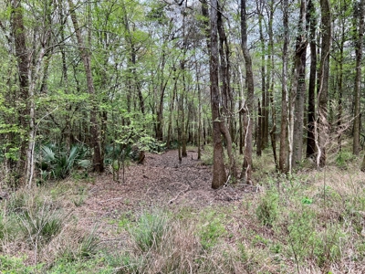 Geneva Alabama Hunting Land for Sale 466ac - Riverfront - image 28