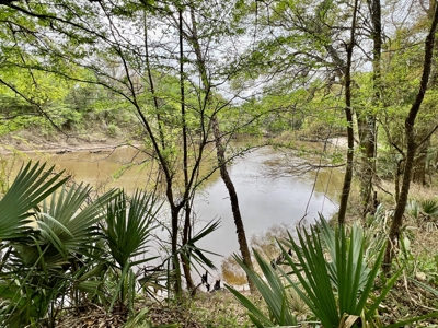 Geneva Alabama Hunting Land for Sale 466ac - Riverfront - image 5