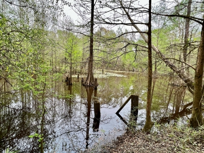 Geneva Alabama Hunting Land for Sale 466ac - Riverfront - image 9