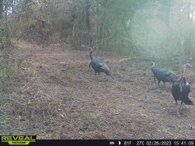 Geneva Alabama Hunting Land for Sale 466ac - Riverfront - image 48