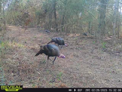 Geneva Alabama Hunting Land for Sale 466ac - Riverfront - image 47